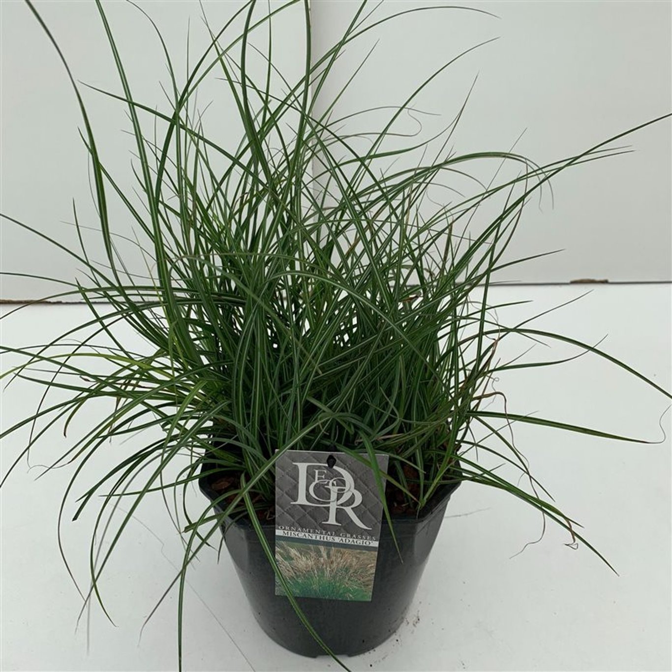 Miscanthus sin. 'Adagio' - C5